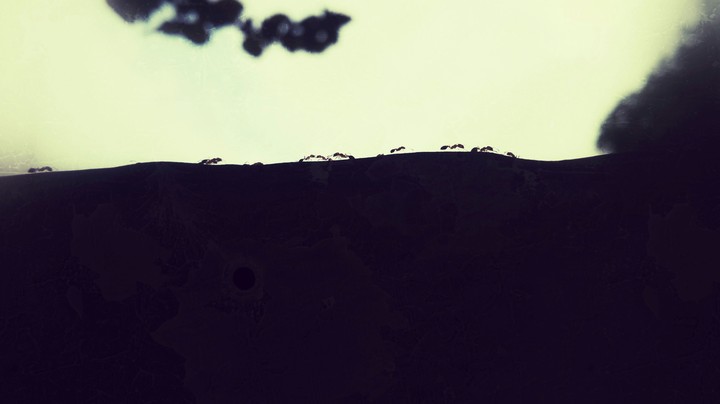 ants.