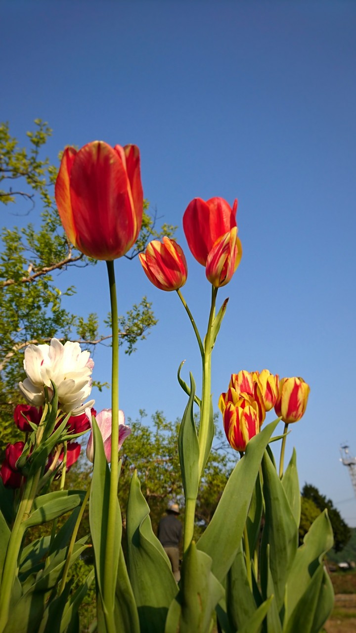 colorful tulip