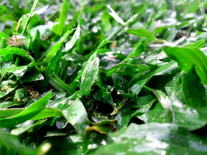 grass