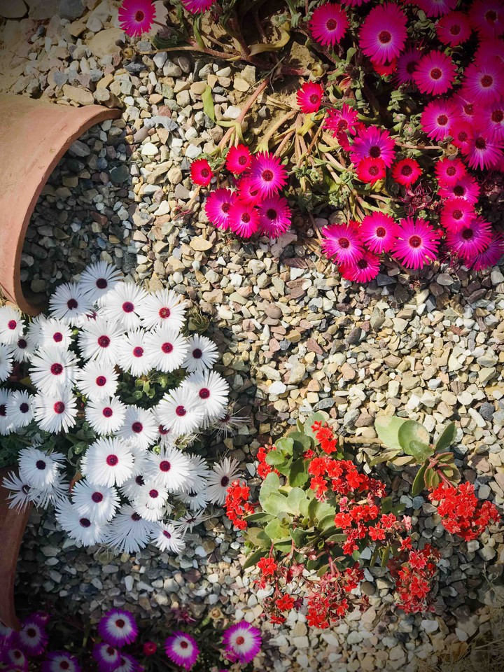 flowers