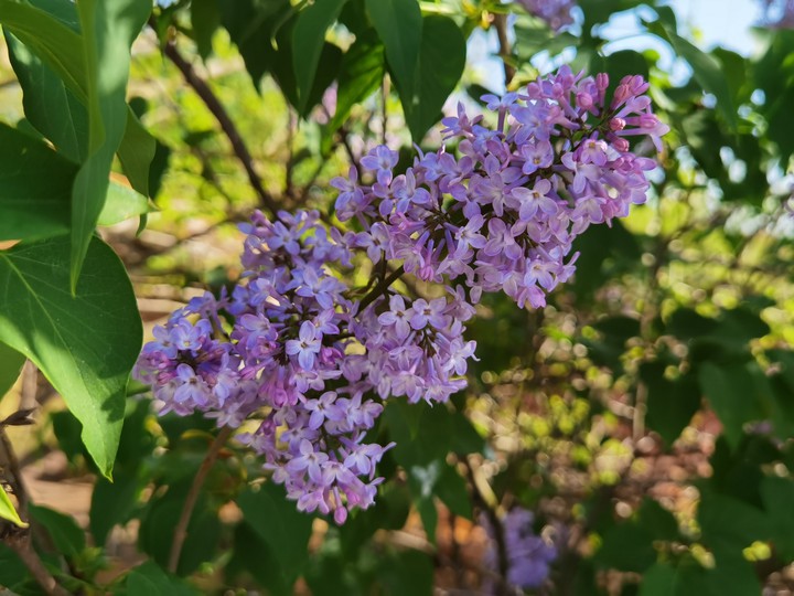 Purple Lilac