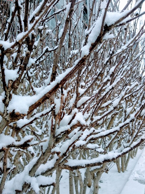 snow in the branches