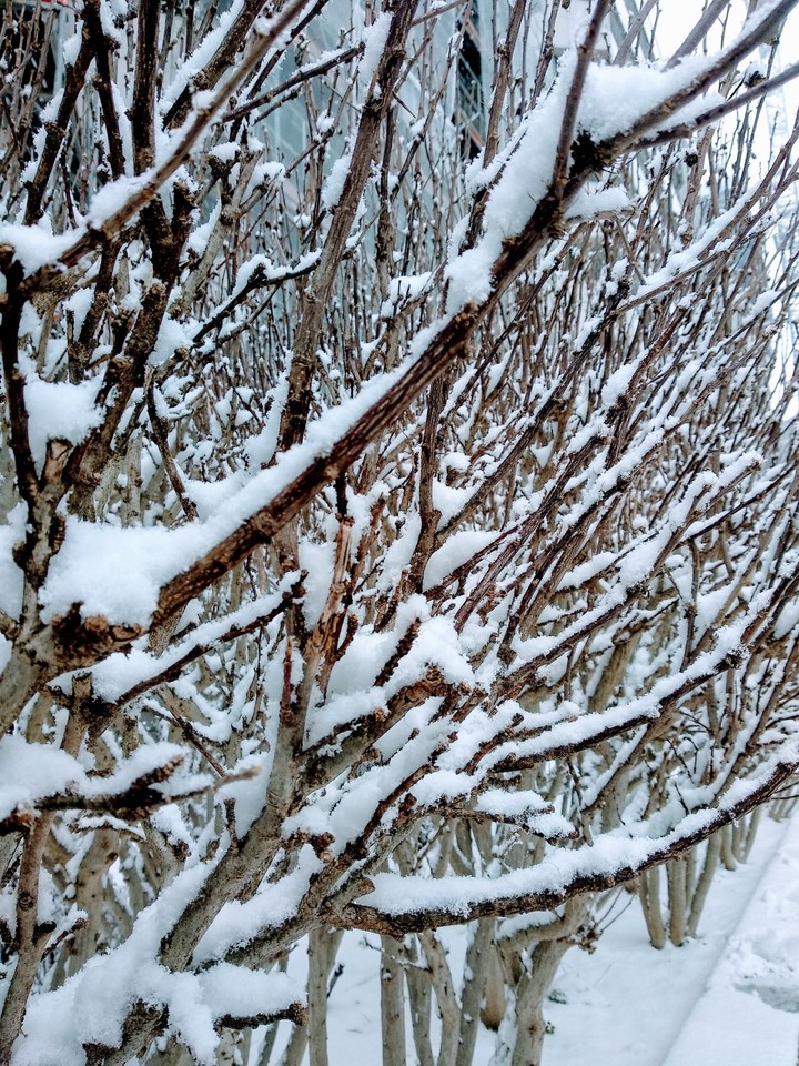 snow in the branches