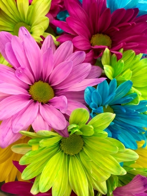 colourful flowers
