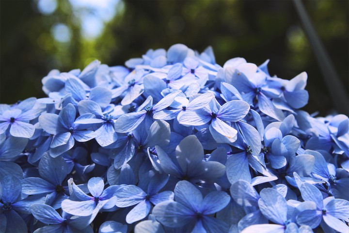 flores azules