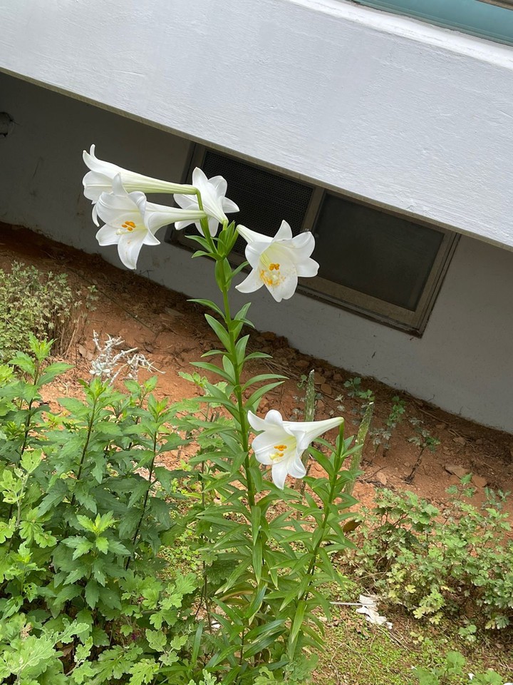 백합꽃