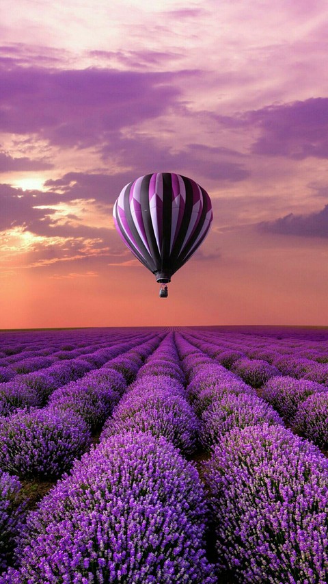 ταπετσαρίες lavender, field
