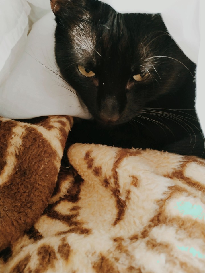 Mon petit chat