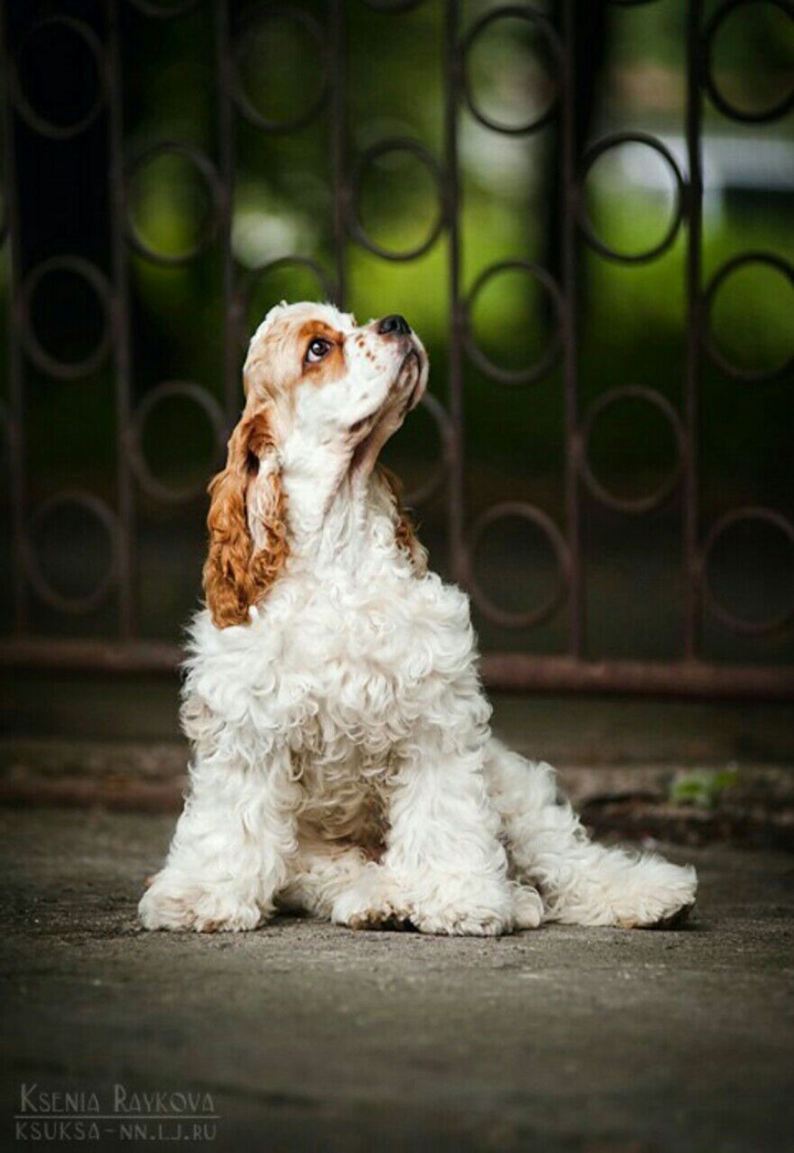 Coker spaniel