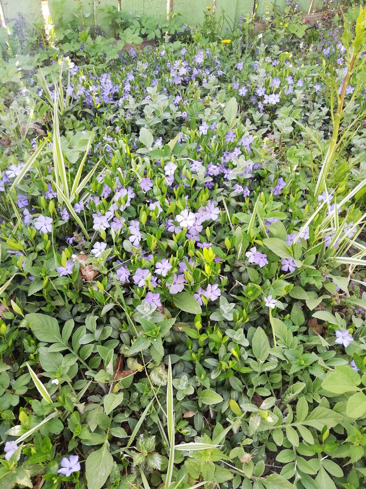 Violet flowers