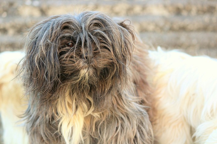 #DOG