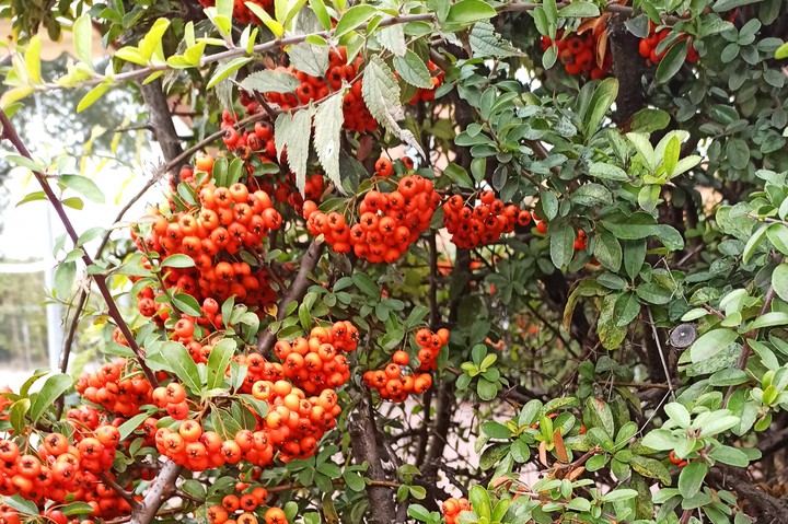 осінь