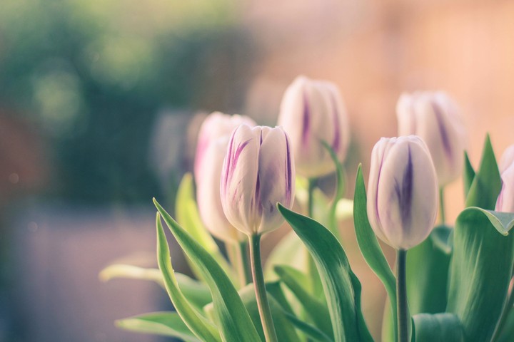 tulip.. tulipány