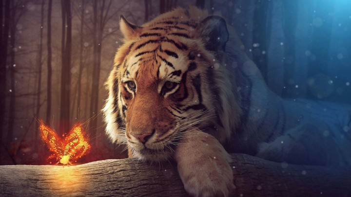 tiger
