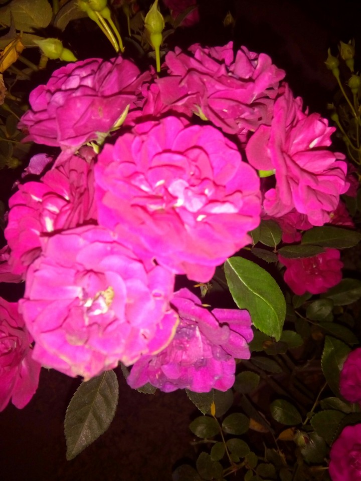flowers