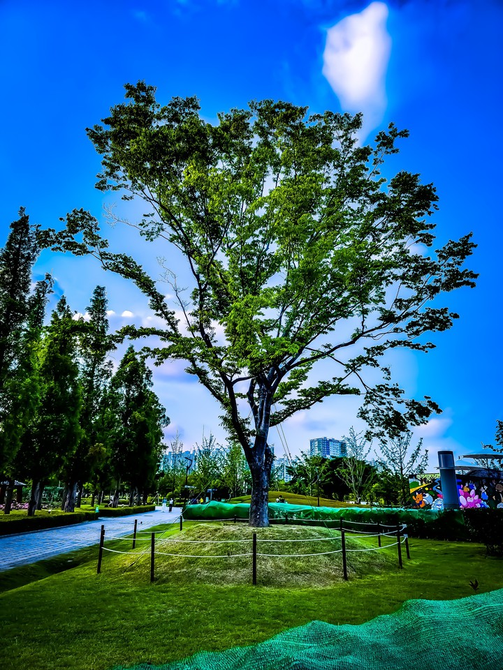 가로수
