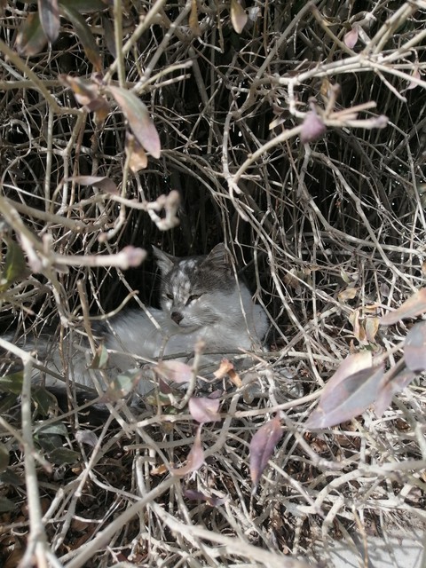 plant, mammal háttérképek
