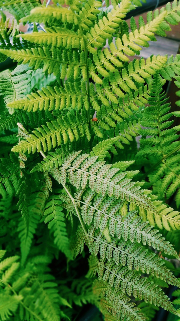 fern