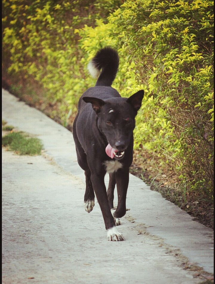 Black Dog..???