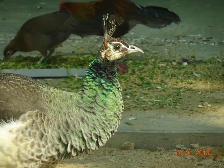 Peahen