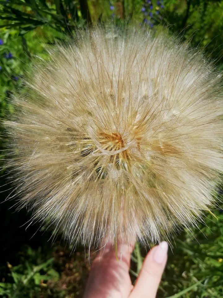 dandelion