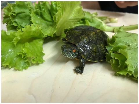 turtle