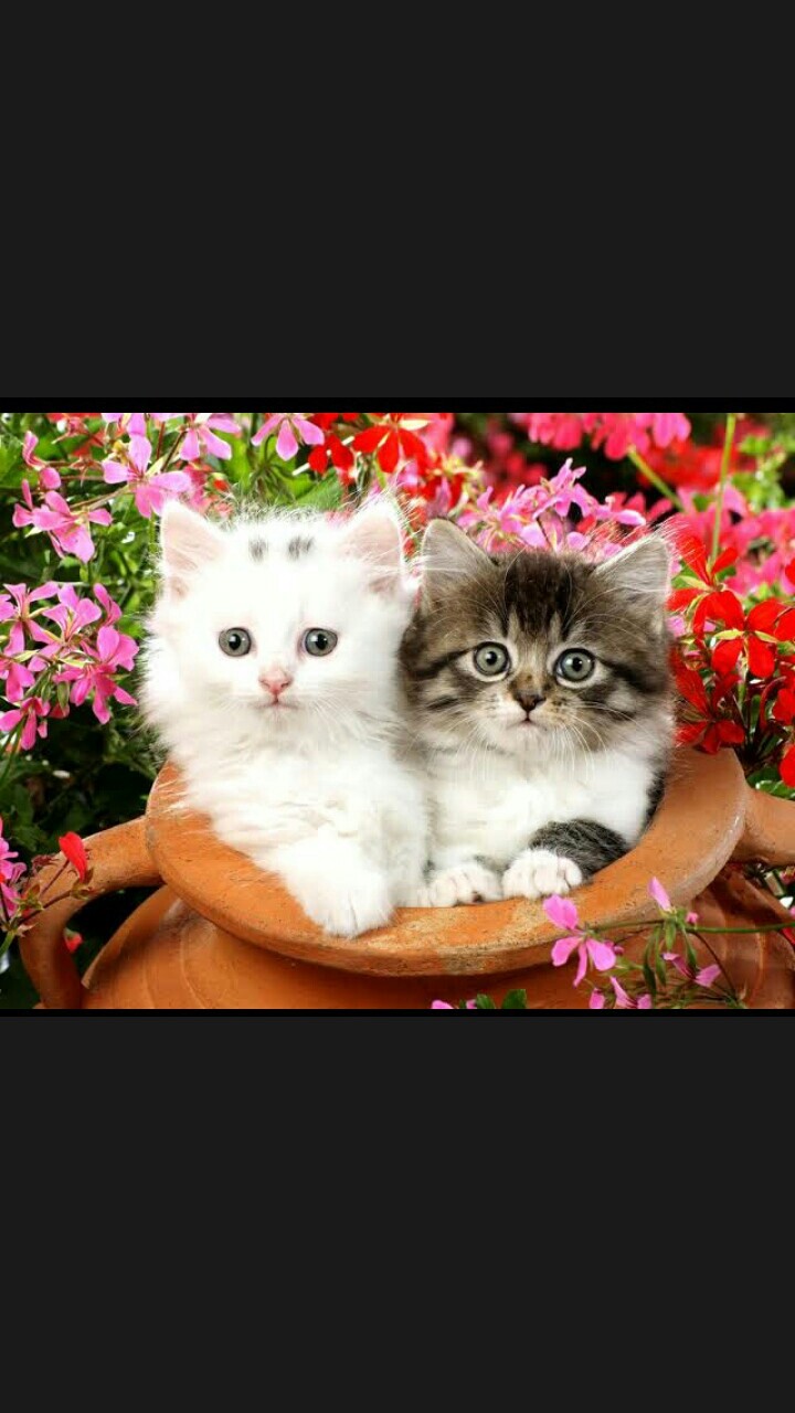 cattttt....