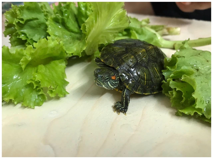 turtle