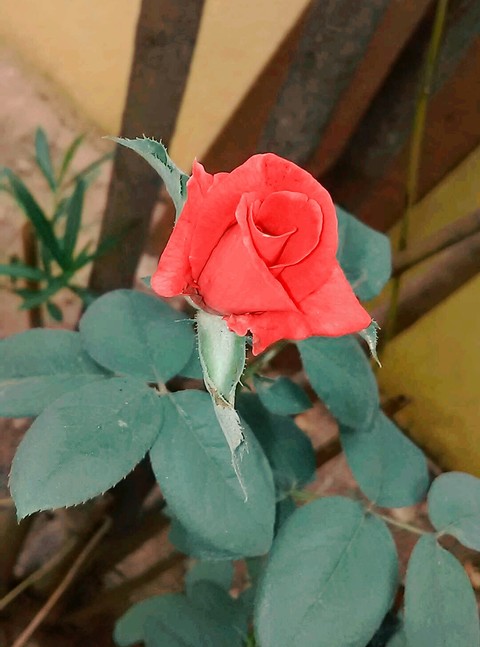 #red rose