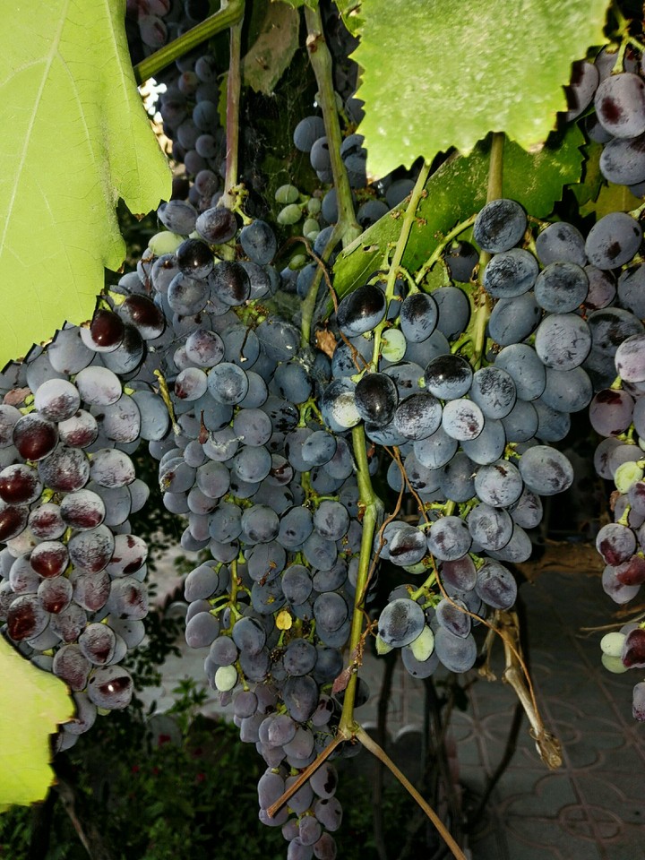 grape