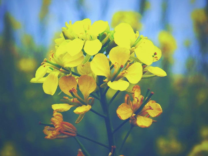 Flowers by Talib Ali Khan