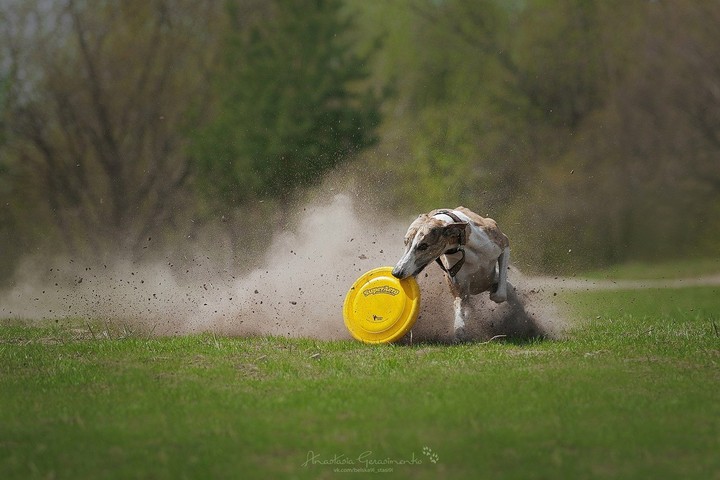 Борзая