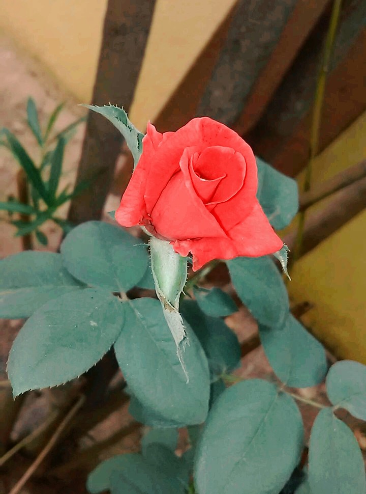 #red rose