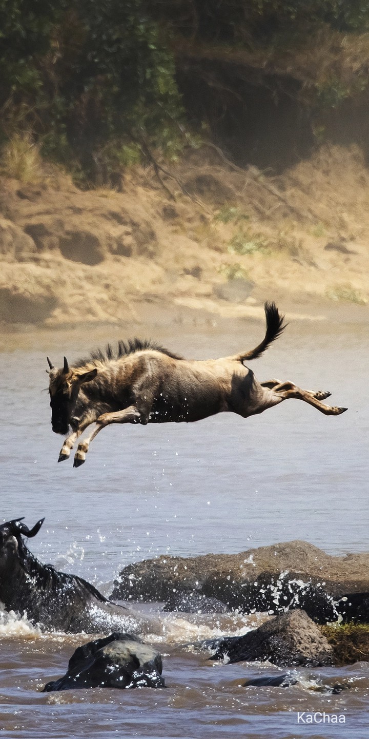 wild beast