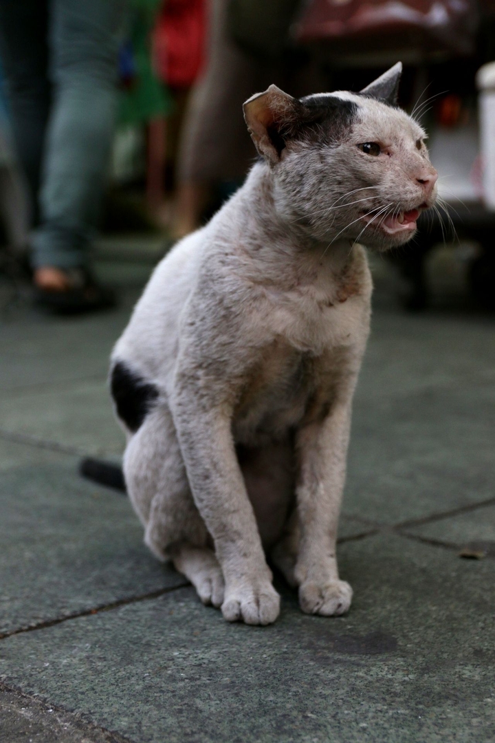 Street cat
