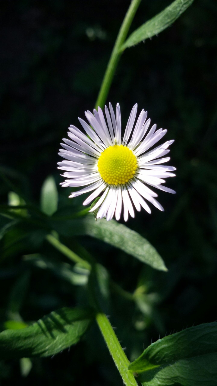 Weed or flower