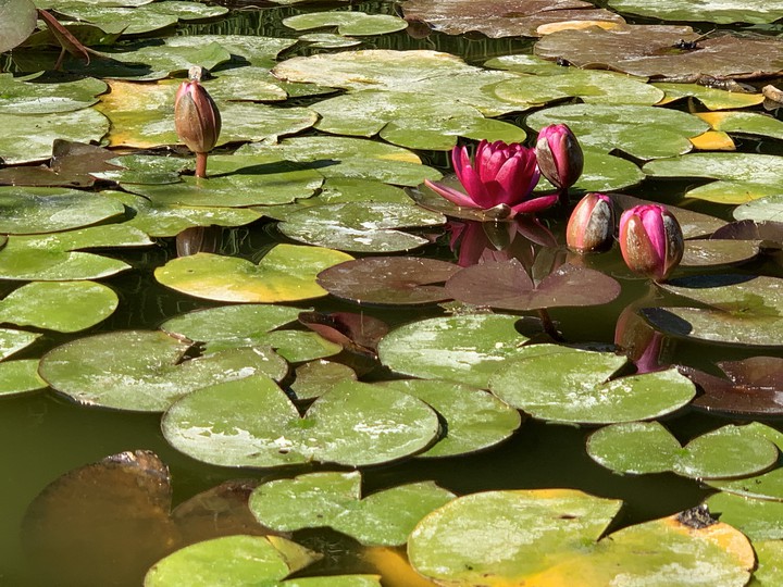 waterlily