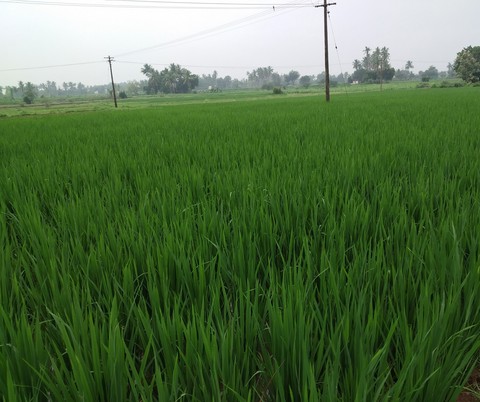 paddy field