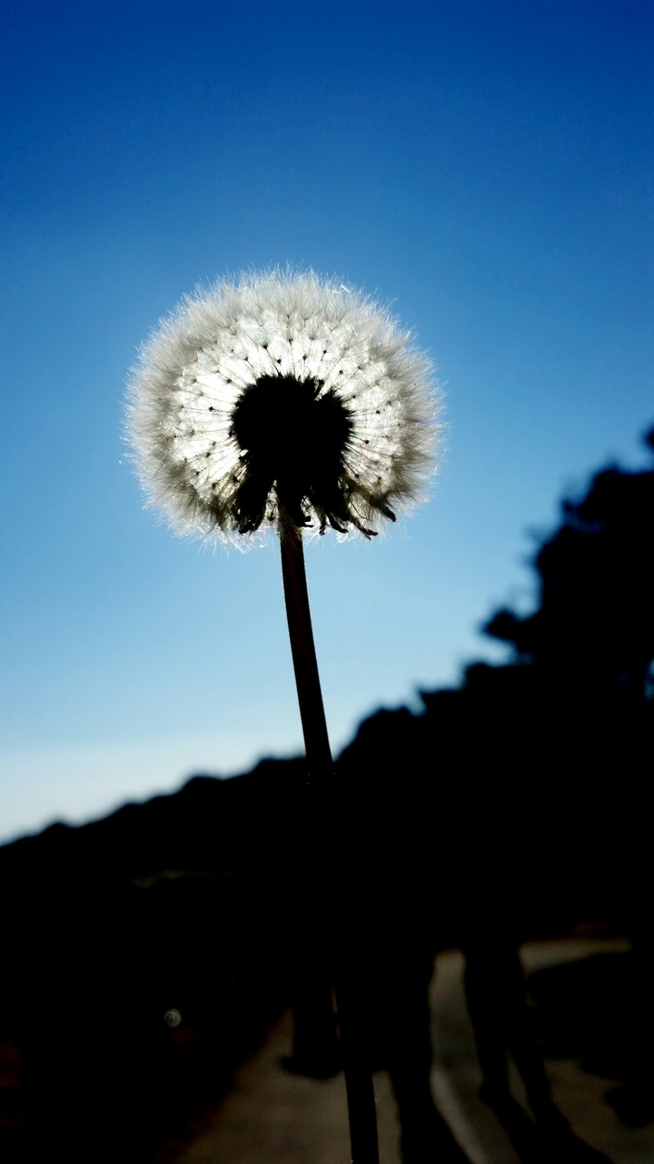 pustelblume