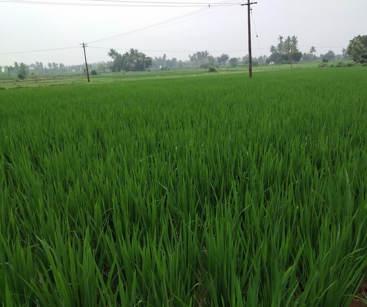 paddy field