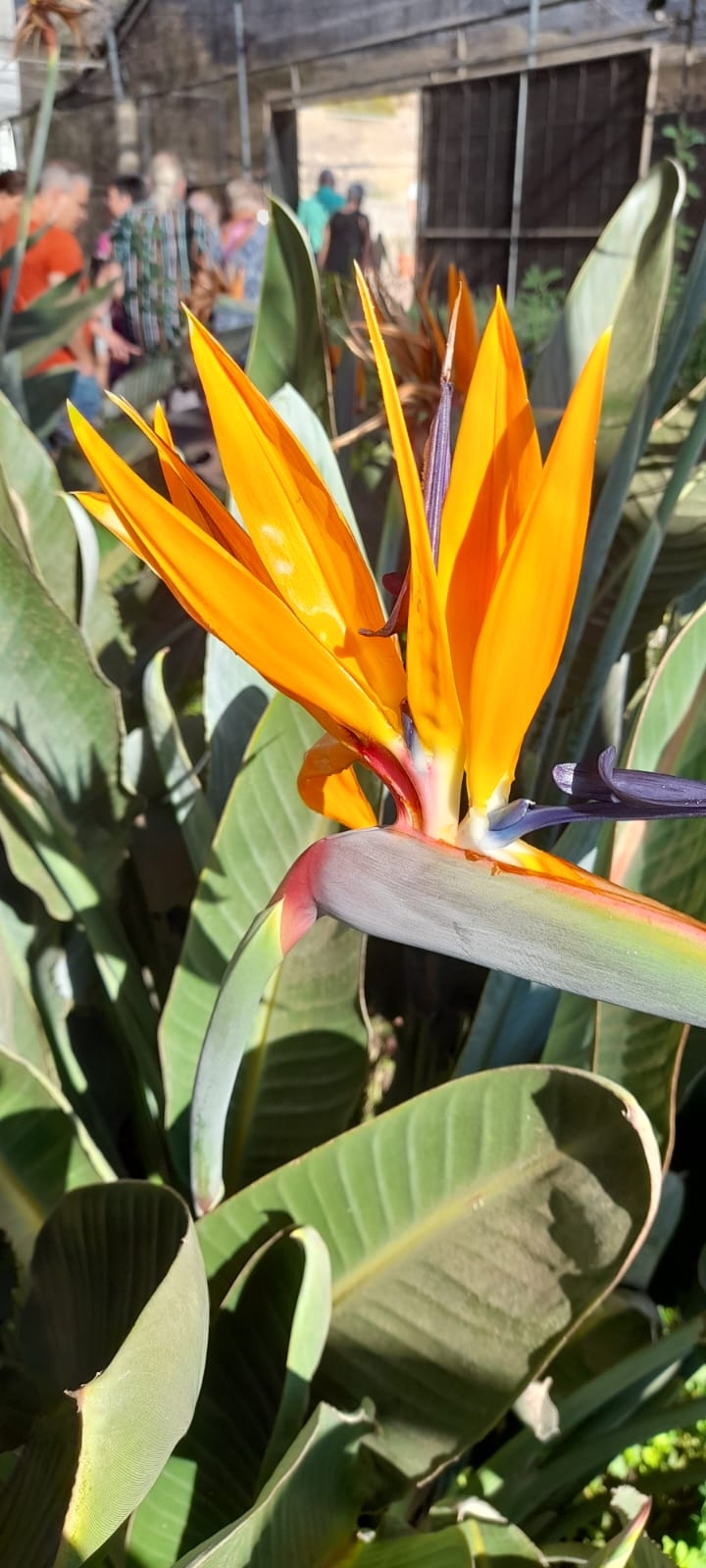 ook mooie bloemen op hét Eiland ?️ Tenerife