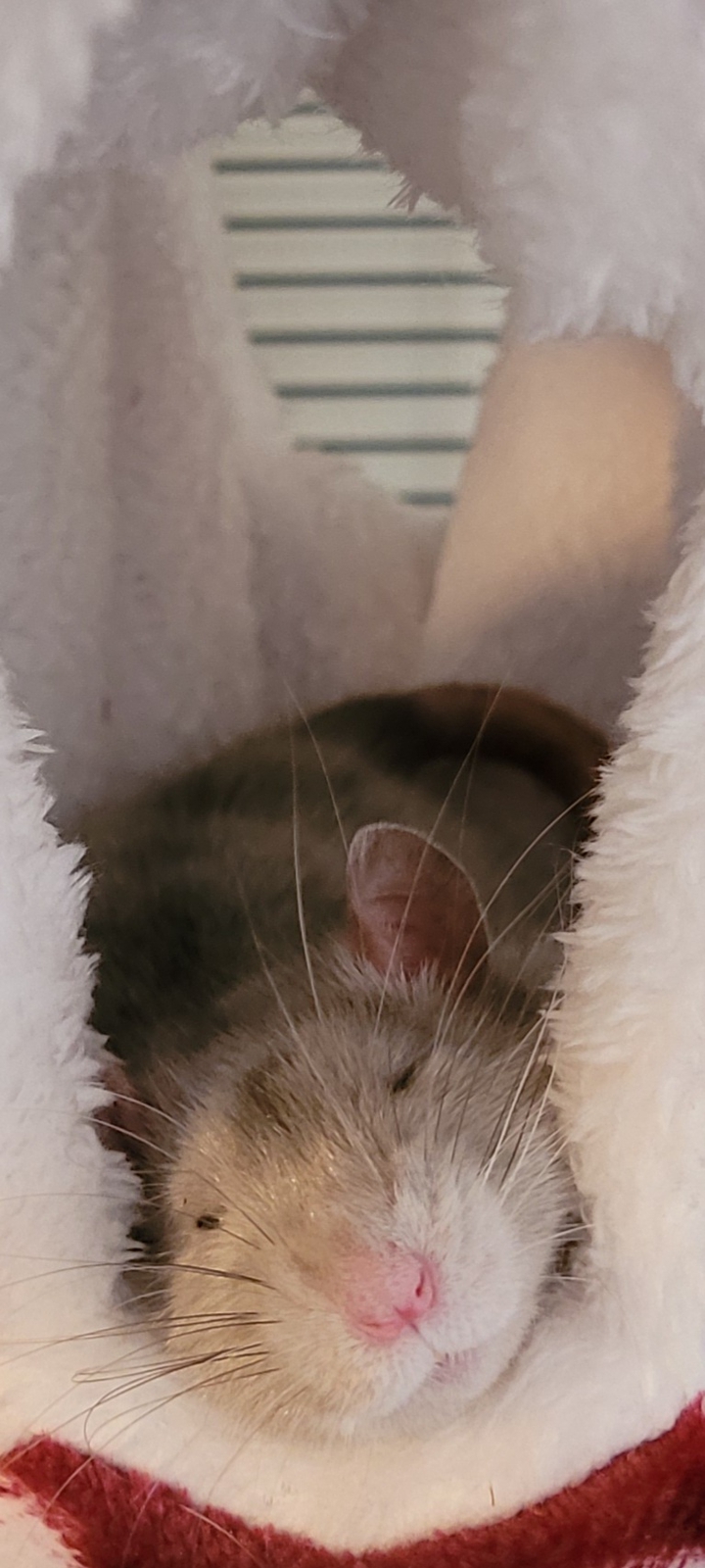 Sleepy Rat