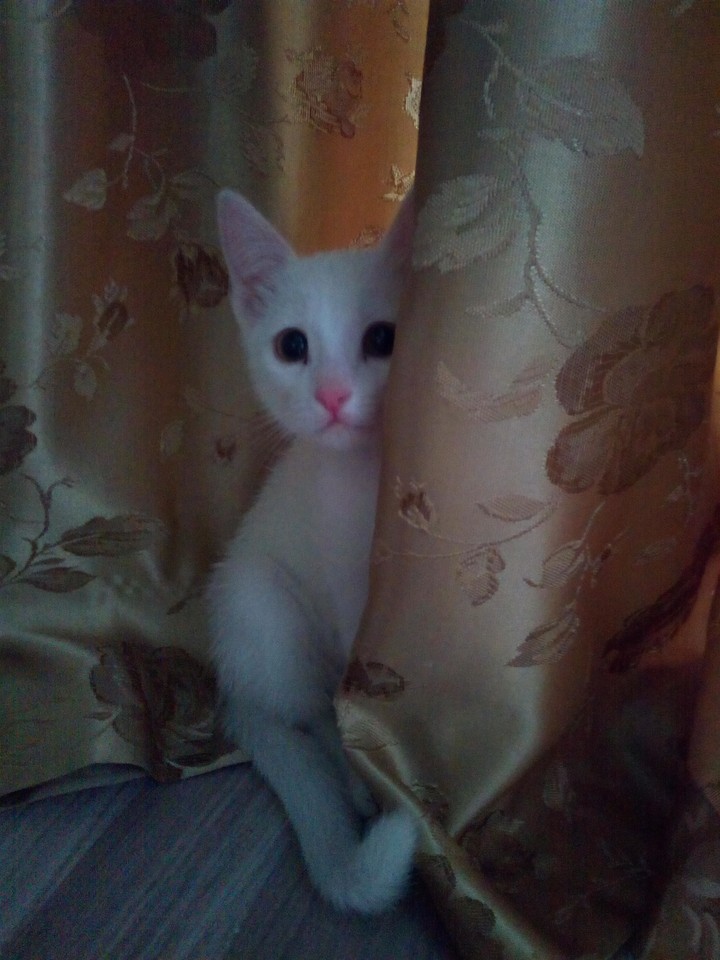 мимикотик