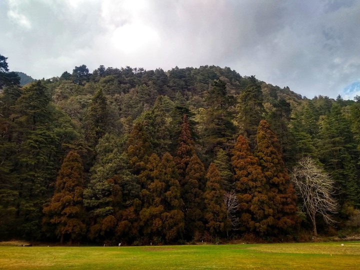 colors of trees