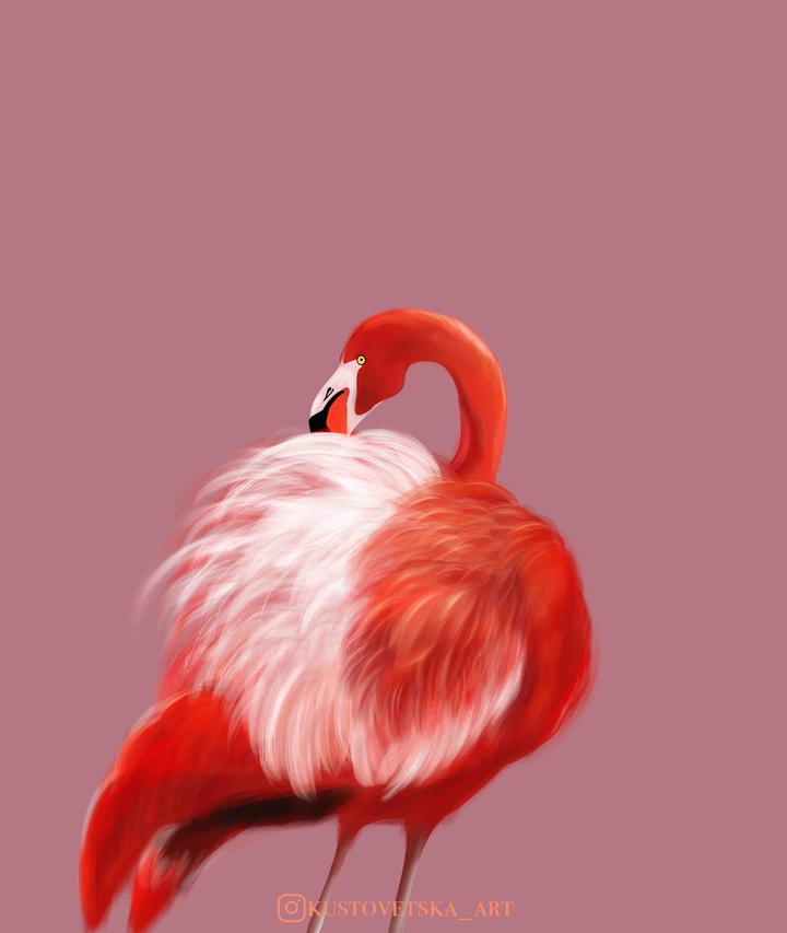 flamingo 2