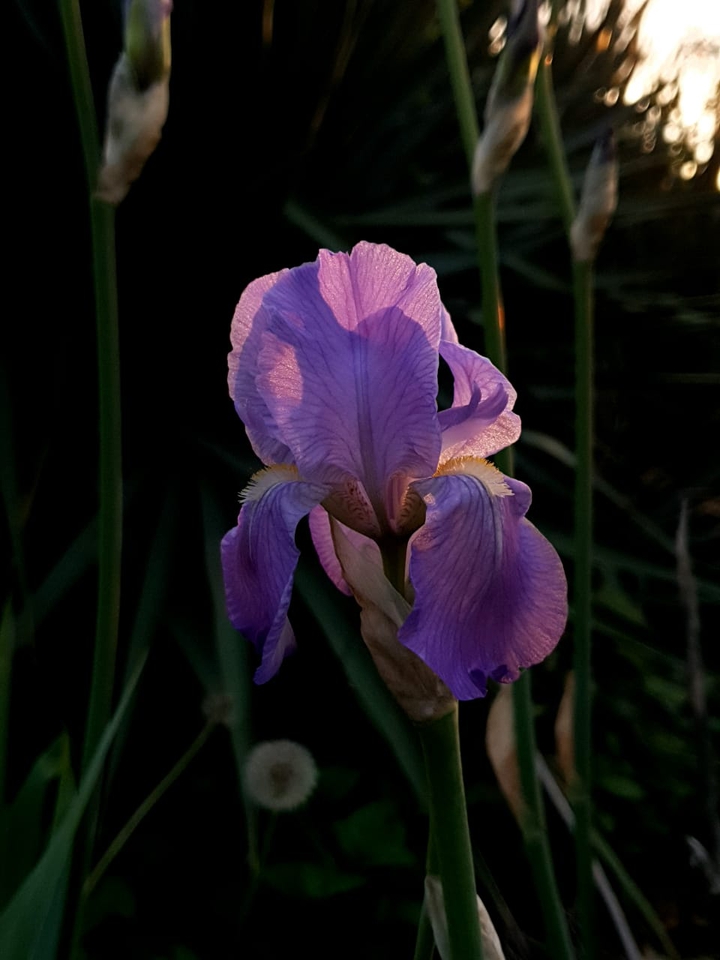 Evening