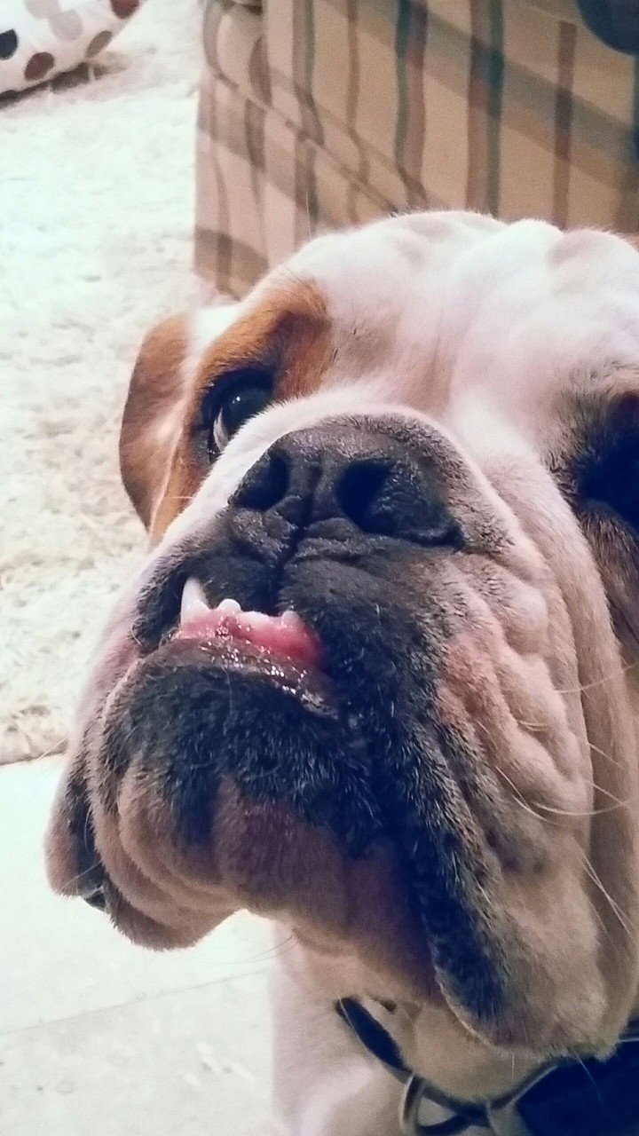 English Bulldog