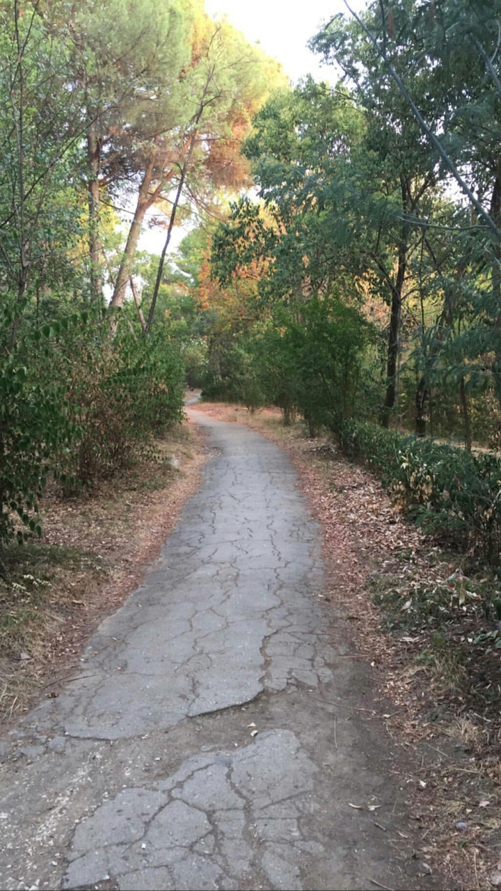 Forest