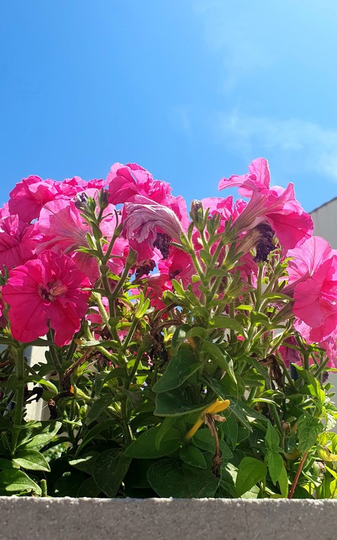 plant, magenta háttérképek