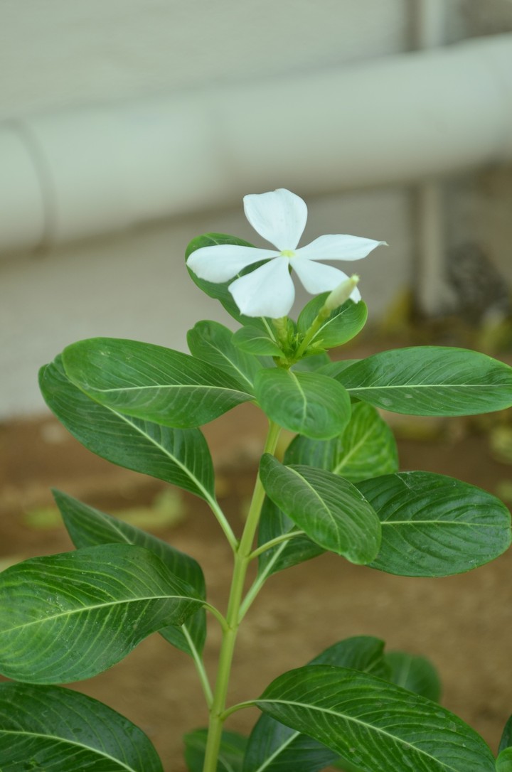 green plant flower